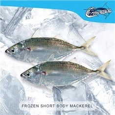 Mrazená makrela s krátkym telom