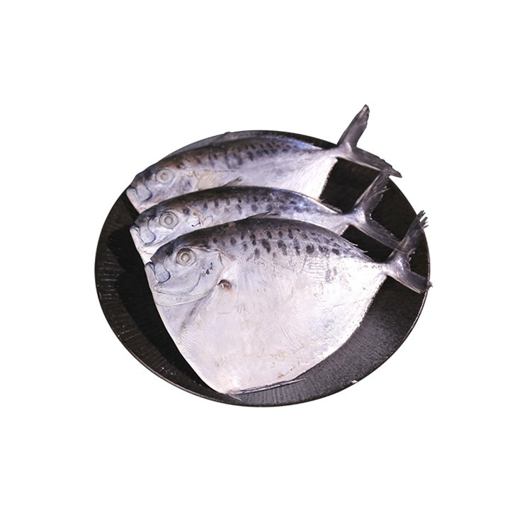 MRAŽENÁ MESAČNÁ RYBA - Mene Maculata