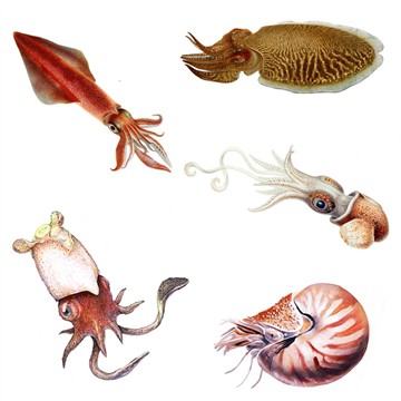 Chobotnice, chobotnice a sépie - Trieda Cephalopoda