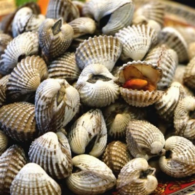 Mrazená Scapharca Subcrenata