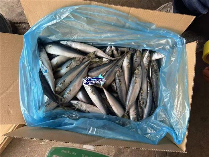 Frozen Common Mackerel factory