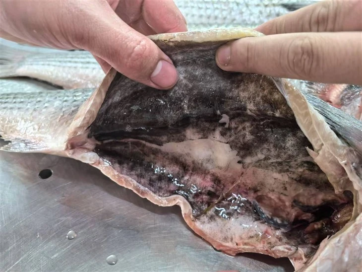 Frozen Grey Mullet Gutted Whole Round