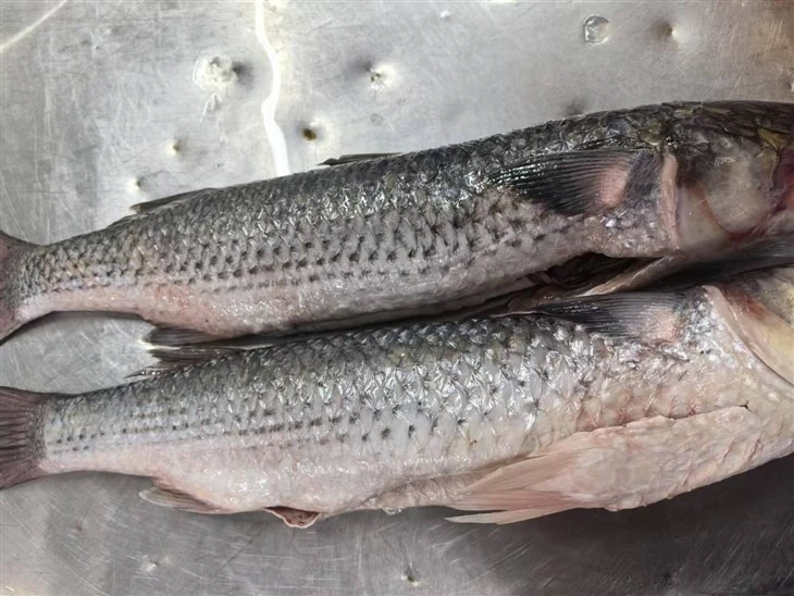Frozen Grey Mullet Gutted Whole Round