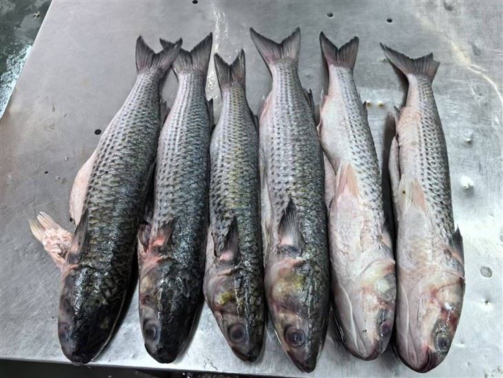 Frozen Grey Mullet Gutted Whole Round