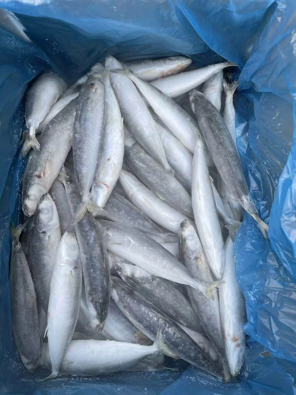 Frozen Layang Scad WR