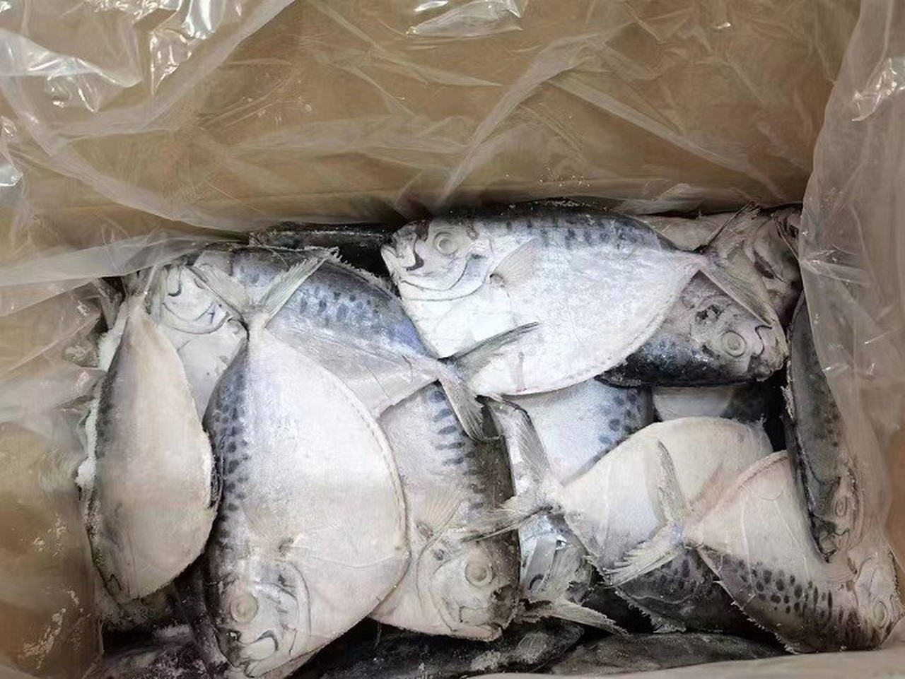 3bc02b86525dca980bba875008efadf 3bc02b86525dca980bba875008efadf