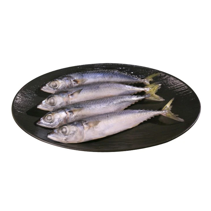 Sea Frozen Blue Chub Makrela