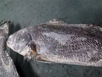Mrazená Miichthys Miiuy