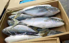 MRAŽENÉ ORANŽOVÉ RYBY